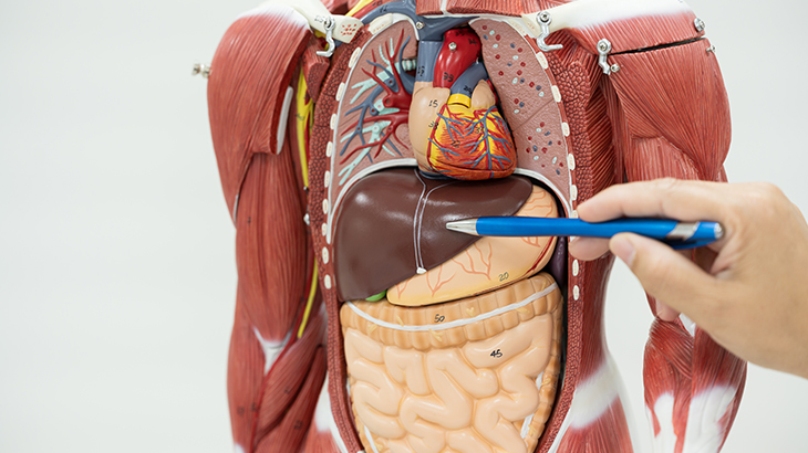 İnsan vücudu nasıl çalışır? İnsan vücudu ile ilgili en şaşırtıcı bilgiler